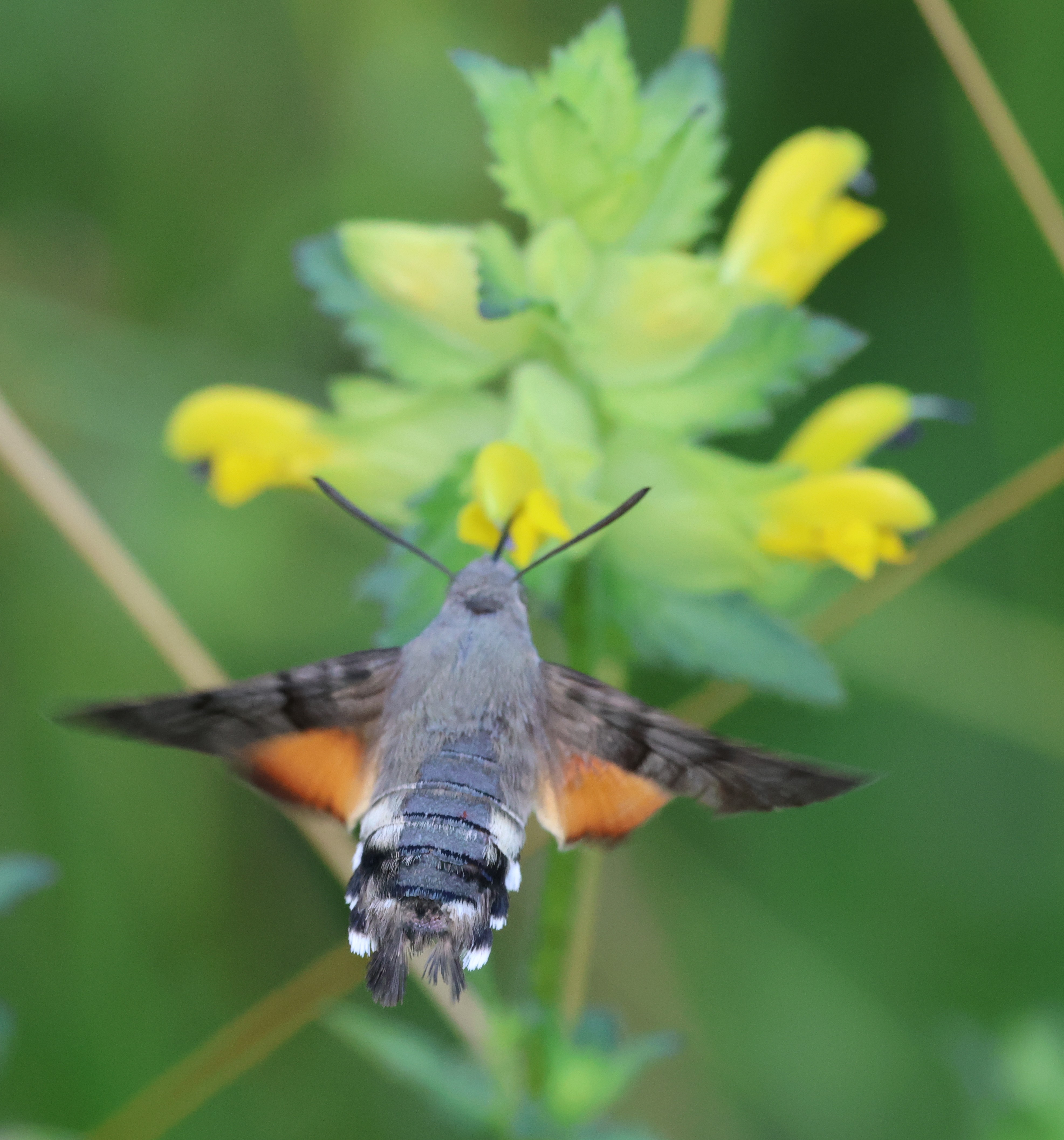 Photo of Humming-bird Hawk-moth (Macroglossum stellatarum)